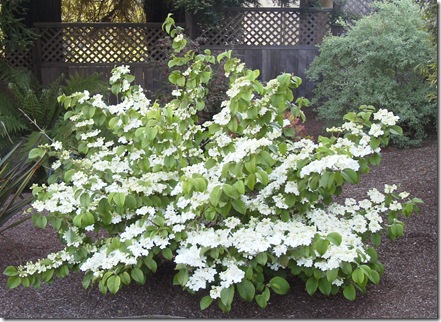 Viburnum plicatum tomentosum