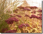 Bird paradise with Sedum Autumn Joy, Miscanthus photo by Memotions on Flickr via CC Attribution License
