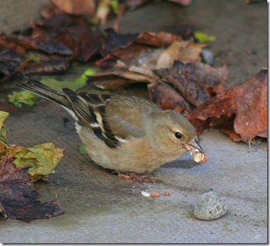 Female Chaffinch (British) photo by foxypar4 on Flickr via CC Attribution License