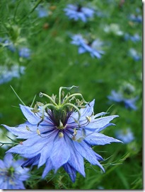 Nigella damascena photo by Aussiegall on Flickr via CC Attribution License