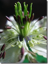 Nigella damascena photo by Tanakawho on Flickr via CC Attribution License