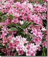 Variegated Weigela photo by crabchick on Flickr via CC Attribution License