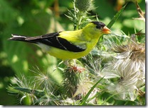 American Goldfinch photo by wsweet321 on Flickr