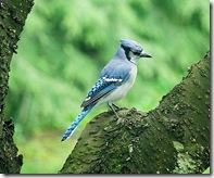 Bluejay photo by shaferlens on Flickr