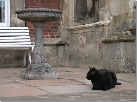 Kitty with Birdbath photo by anyjazz65 on Flickr