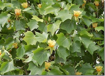 Liriodendron tulipifera photo by alexloma on Flickr CC attribution license