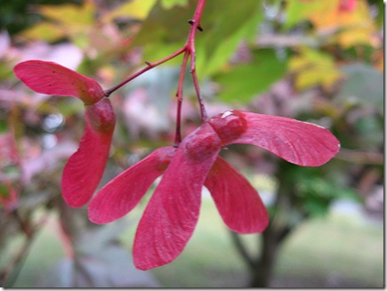 Maple Wings photo by garden_love on Flickr via CC Attribution License