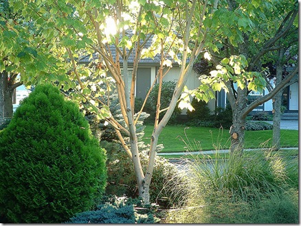 Snakebark Maple photo by nordique on Flickr CC Attribution license