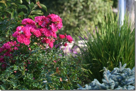 Rose with Spruce and Fortnight Lily