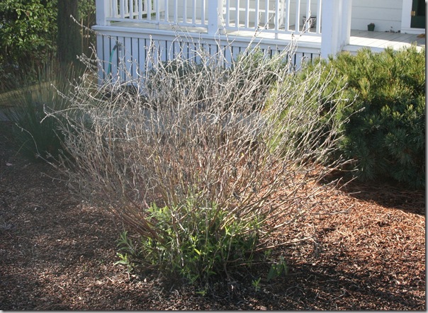 Dormant Mexican Bush Sage - Salvia leucantha Dormant Mexican Bush Sage - Salvia leucantha