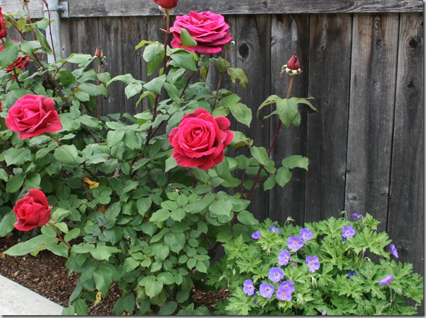Mr Lincoln Hybrid Tea Rose with Geranium 'Rozanne'