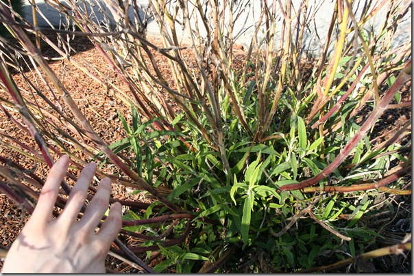 New growth on Mexican Bush Sage Salvia leucantha New growth on Mexican Bush Sage Salvia leucantha