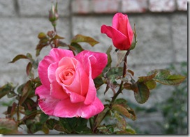 Pink rose
