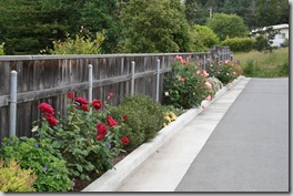 Roses along driveway