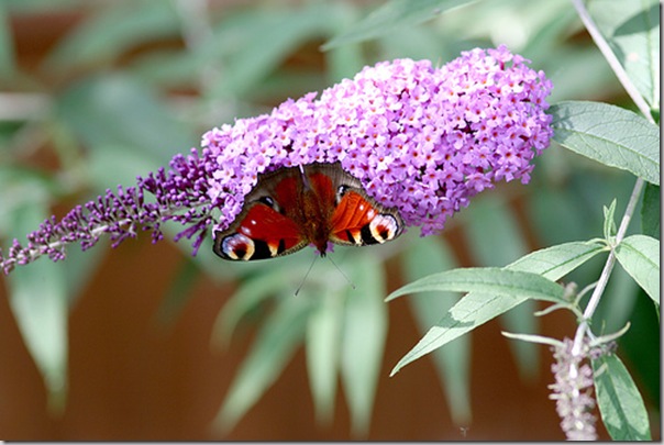 Buddleia photo by ndrwfgg Flickr