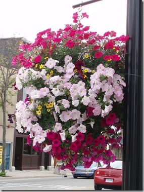 City of Alpena Hanging Baskets Photo Credit- NettasNursery