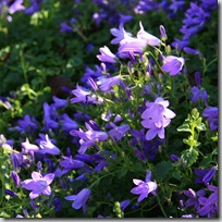Campanula muralis IMG_6335