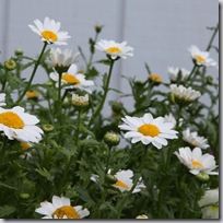 Paludosum Daisies Paludosum Daisies