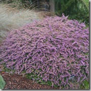 Calluna 'Sister Anne'