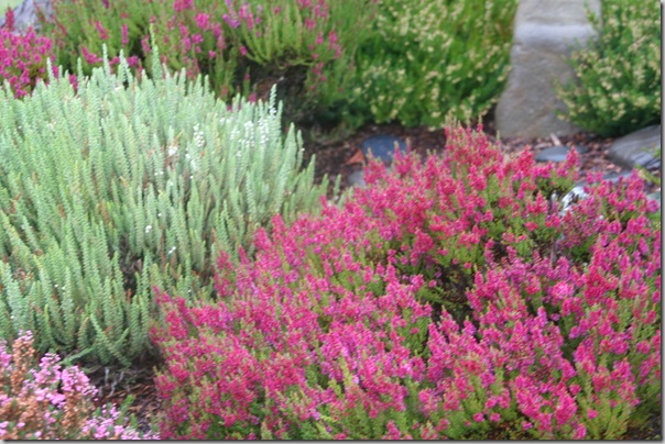 Calluna 'Velvet Fascination' and 'Dark Beauty'