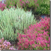 Calluna 'Velvet Fascination' and 'Dark Beauty'