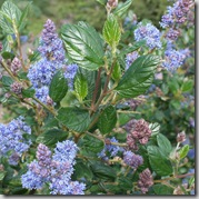 Ceanothus California Lilac