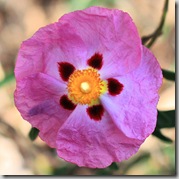 Cistus by Randy Son of Robert on Flickr