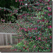 Fuchsia thymifolia