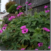 Geranium 'Patricia'