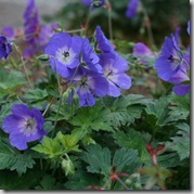 Geranium 'Rozanne' (2)