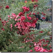 Grevillea lanigera Coastal Gem