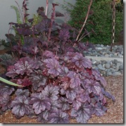 Heuchera 'Velvet Night'