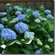 Hydrangea 'Nikko Blue'