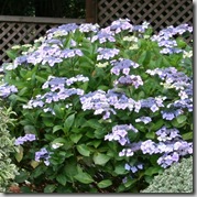 Hydrangea macrophylla