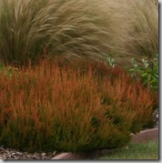 Calluna Firefly