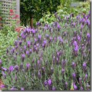 Spanish Lavender