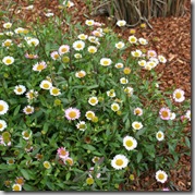 Erigeron