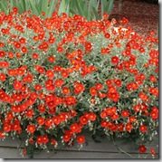 Helianthemum
