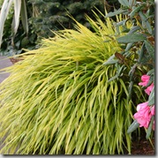 Japanese Forest Grass