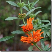 Leonotis leonuris photo by macinate on Flickr