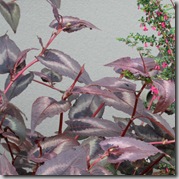 Persicaria 'Red Dragon'