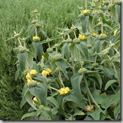 Phlomis fruticosa