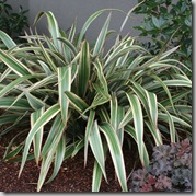 Phormium 'Tricolor'