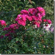 Pink Flower Carpet Rose