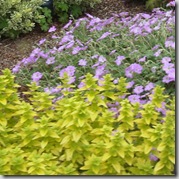 Golden Oregano and Mavis Simpson Geranium