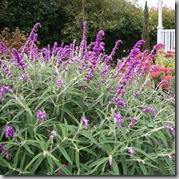 Salvia leucantha