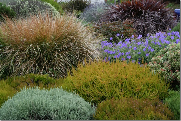 Sea Coast Gardening - planting en masse