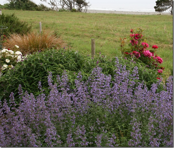 Sea Coast Gardening - planting of catmint in McKinleyville