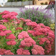Sedum 'Autumn Joy'