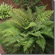 Tassel Fern
